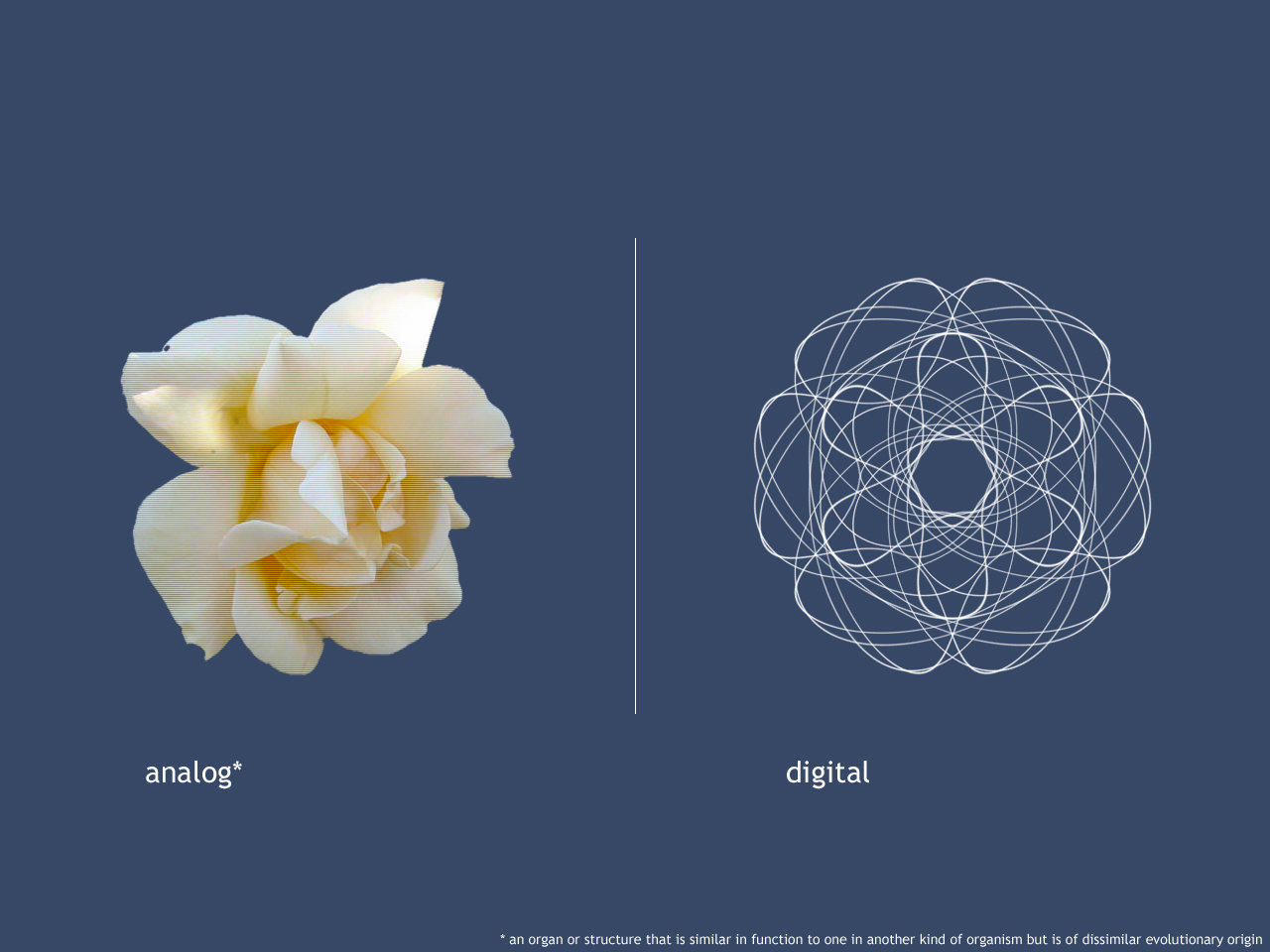 flower_-_analog_vs_digital