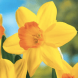 Screen Shot 2019-03-11 at 2.12.33 PM