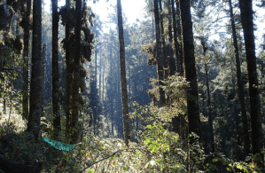 Screen Shot 2019-12-09 at 8.15.50 PM